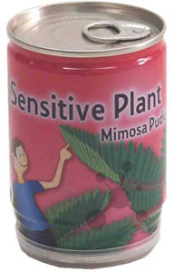 mimose_dose.jpg