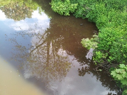 Spiegelbild wasser.jpg