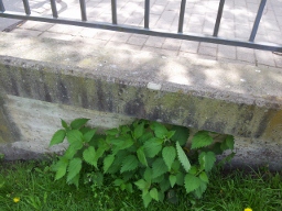Brücke.jpg